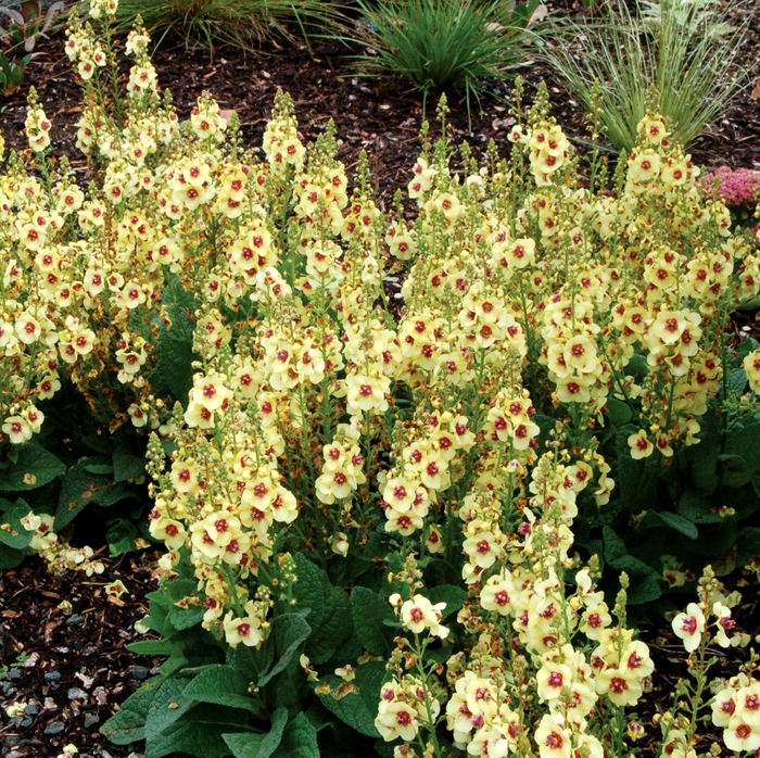 Mullein - Verbascum 'Dark Eyes'