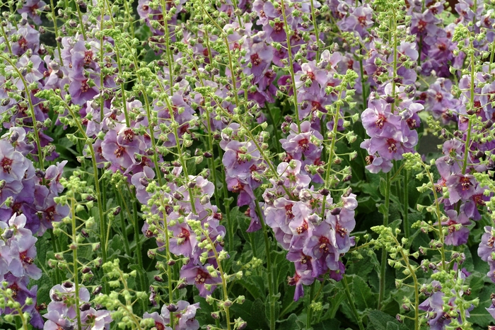 Mullein - Verbascum 'Plum Smokey' 
