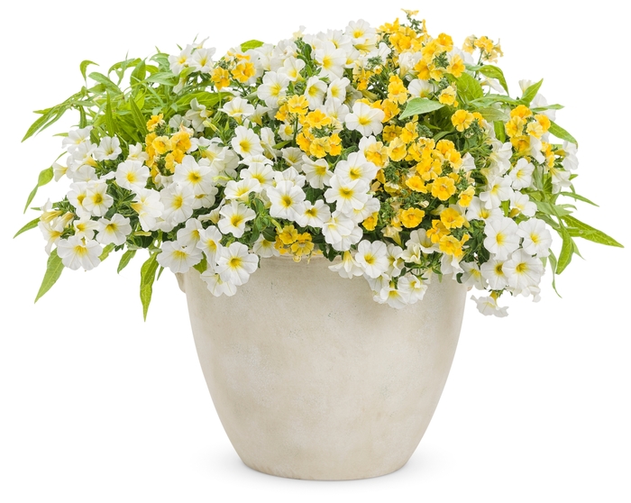 Superbells® Over Easy™ - Calibrachoa 'Over Easy™' PPAF (Million Bells)