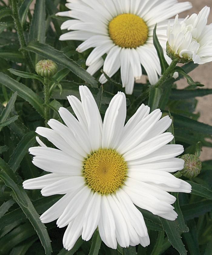 'Daisy May' Shasta Daisy - Leucanthemum 'Daisy May'