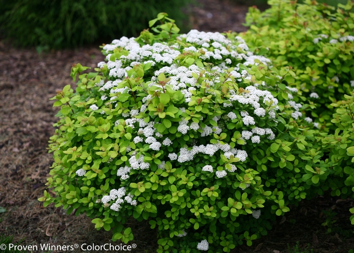 Birchleaf Spirea - Spiraea betulifolia 'Glow Girl' Birchleaf Spirea - Spiraea betulifolia 'Glow Girl'