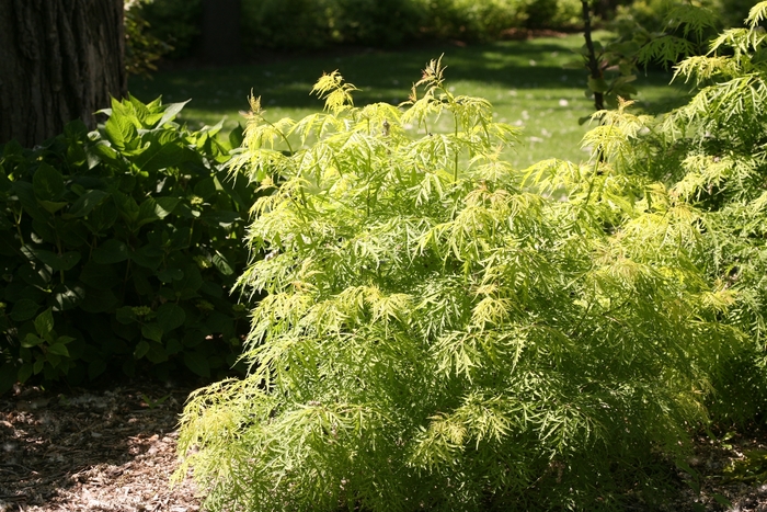 Lemony Lace® - Sambucus racemosa