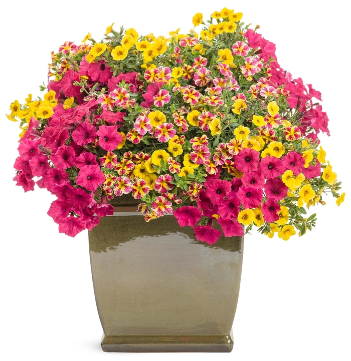 Superbells® Holy Moly!® - Calibrachoa 'Holy Moly!®' USCALCHSTM (Calibrachoa)