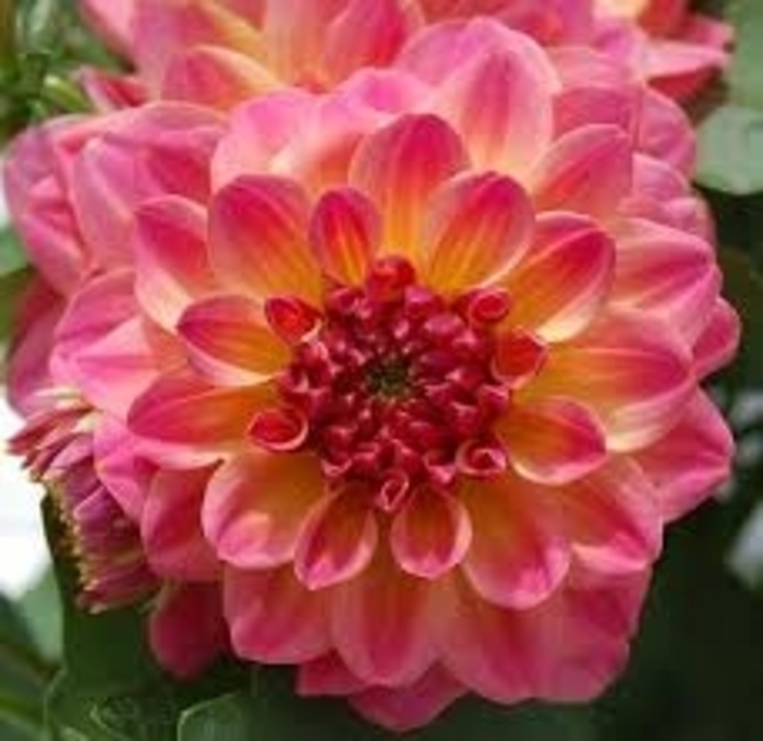 Dahlia Hypnotica® Rose Bicolor Dahlia Ebert's Greenhouse