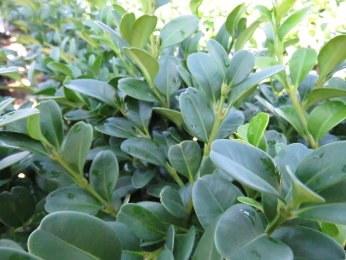 'Shadow Sentry™' Boxwood - Buxus 'Shadow Sentry™' Boxwood - Buxus