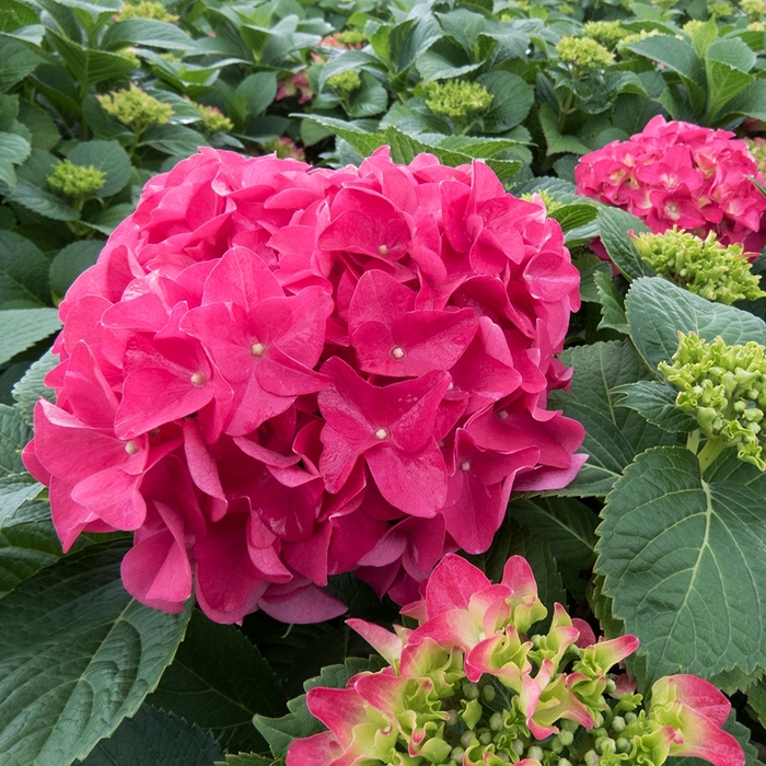 Hydrangea - Hydrangea macrophylla 'Fuchsia Glow'