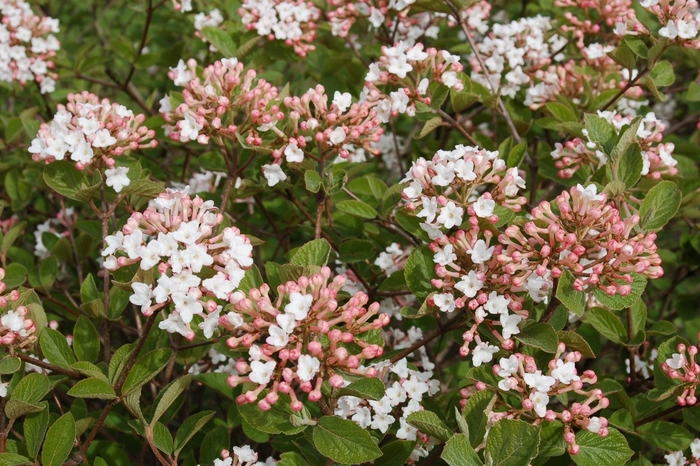 Spice Island&8482; Koreanspice Viburnum - Viburnum carlesii 'JN Select A' (Koreanspice Viburnum)