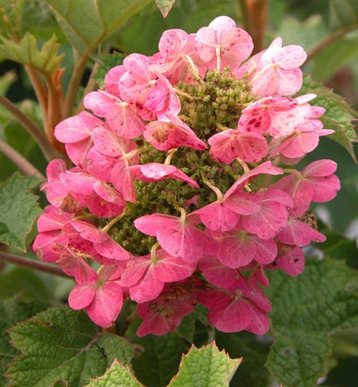 Ruby Slippers Qakleaf Hydrangea - Hydrangea quercifolia 'Ruby Slippers' Ruby Slippers Qakleaf Hydrangea - Hydrangea quercifolia 'Ruby Slippers'