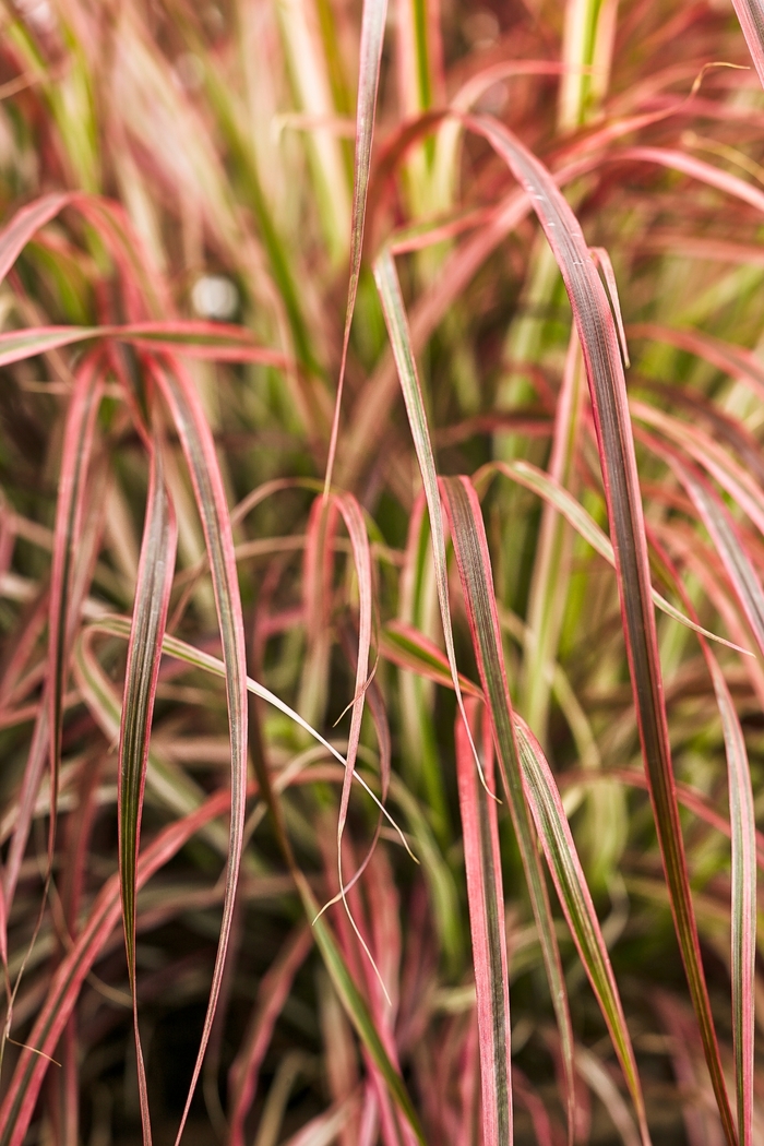 Fireworks Fountain Grass - Pennisetum setaceum 'Fireworks' 