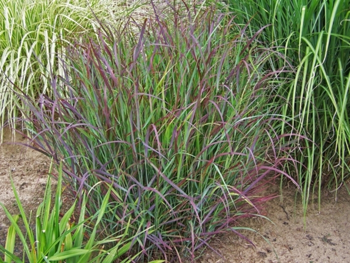 'Cheyenne Sky' - Panicum virgatum 'Cheyenne Sky' - Panicum virgatum