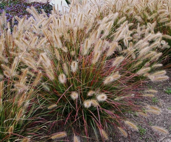 Prairie Winds® 'Desert Plains' - Pennisetum alopecuroides Prairie Winds® 'Desert Plains' - Pennisetum alopecuroides