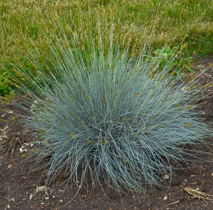 Blue Fescue - Festuca glauca 'Blue Whiskers' Blue Fescue - Festuca glauca 'Blue Whiskers'