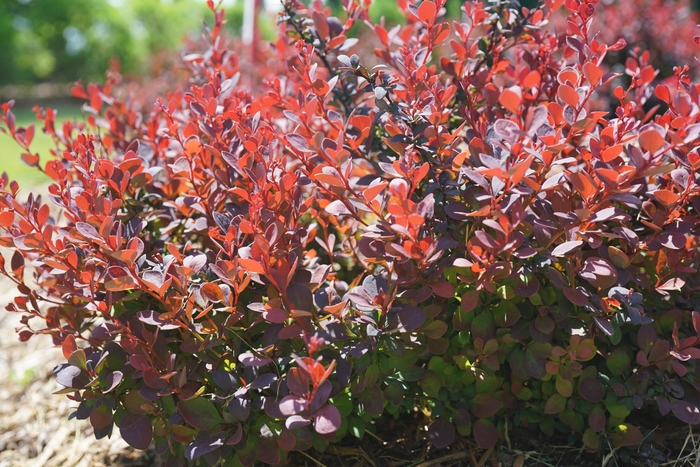 'Sunjoy Mini Maroon®' Barberry - Berberis thunbergii