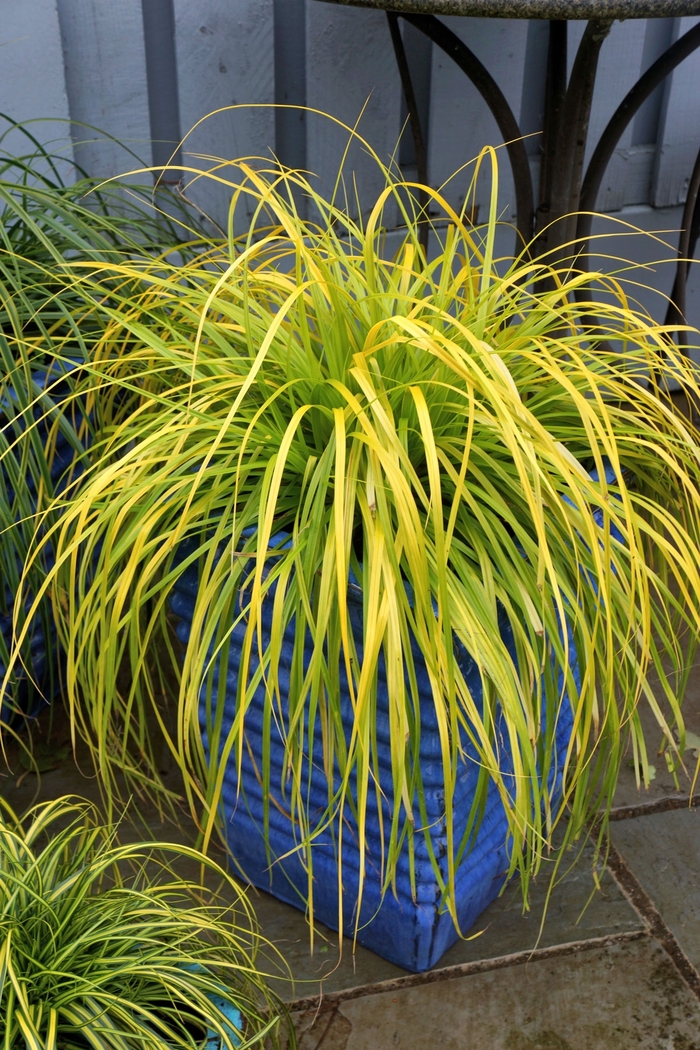 EverColor® 'Everillo' - Carex oshimensis EverColor® 'Everillo' - Carex oshimensis