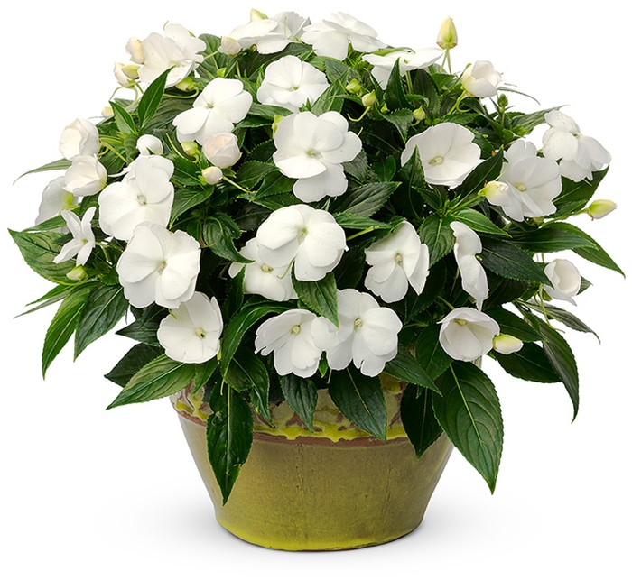 Impatiens hawkeri 'White' Infinity® New Guinea Impatiens Ebert's