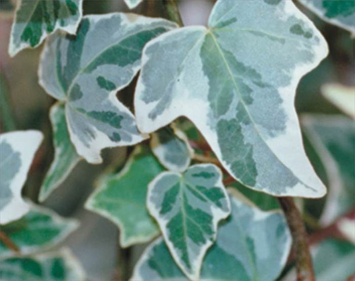 Proven Accents® Glacier - Hedera helix 'Glacier' (Glacier Ivy) Proven Accents® Glacier - Hedera helix 'Glacier' (Glacier Ivy)