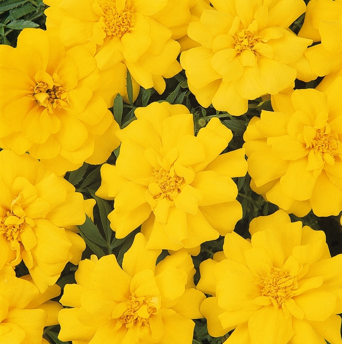 Marigold - Tagetes patula 'Durango® Yellow' Marigold - Tagetes patula 'Durango® Yellow'