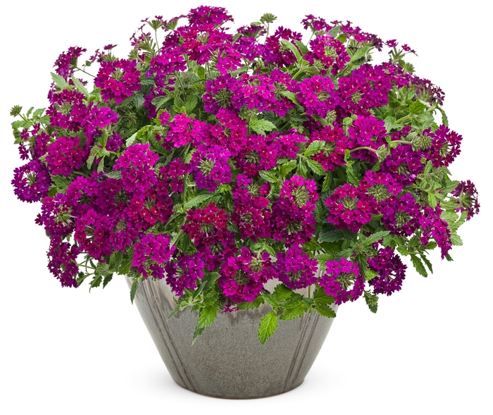 Superbena Royale® - Plum Wine Verbena Hybrid Superbena Royale® - Plum Wine Verbena Hybrid