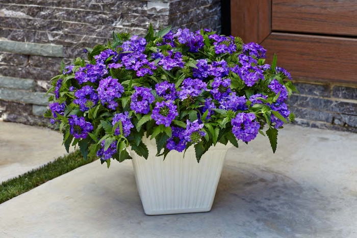 Superbena® 'Violet Ice' - Verbena Superbena® 'Violet Ice' - Verbena