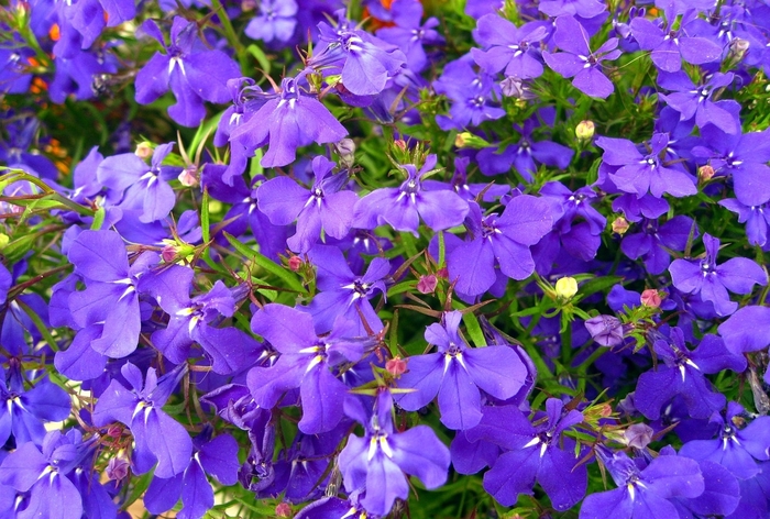 Lobelia - Lobelia erinus 'Crystal Palace' Lobelia - Lobelia erinus 'Crystal Palace'