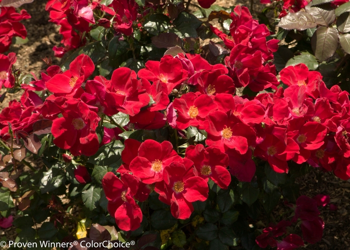 Shrub Rose - Rosa x 'Home Run' Shrub Rose - Rosa x 'Home Run'