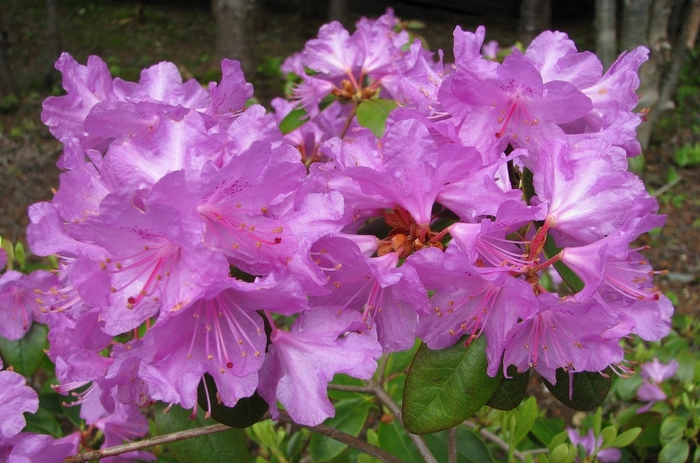 PJM Elite Rhododendron - Rhododendron 'P.J.M. Elite' PJM Elite Rhododendron - Rhododendron 'P.J.M. Elite'