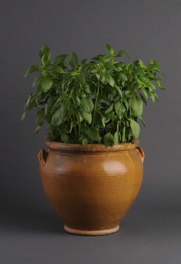 Basil - Ocimum basilicum 'Sweet Dani' Basil - Ocimum basilicum 'Sweet Dani'