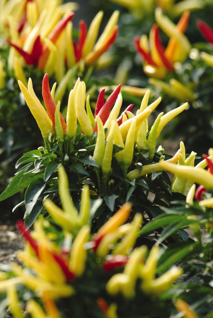 Ornamental Papper - Capsicum annuum 'Chilly Chili' 