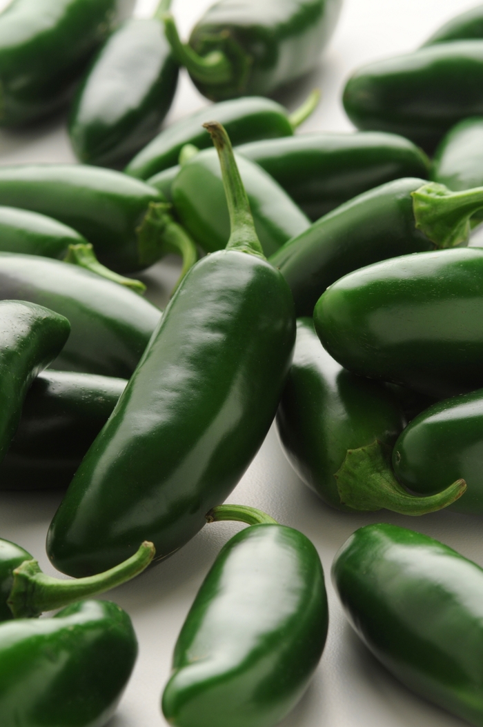 Pepper, Hot - Capsicum annuum 'Jalapeño La Bomba' Pepper, Hot - Capsicum annuum 'Jalapeño La Bomba'