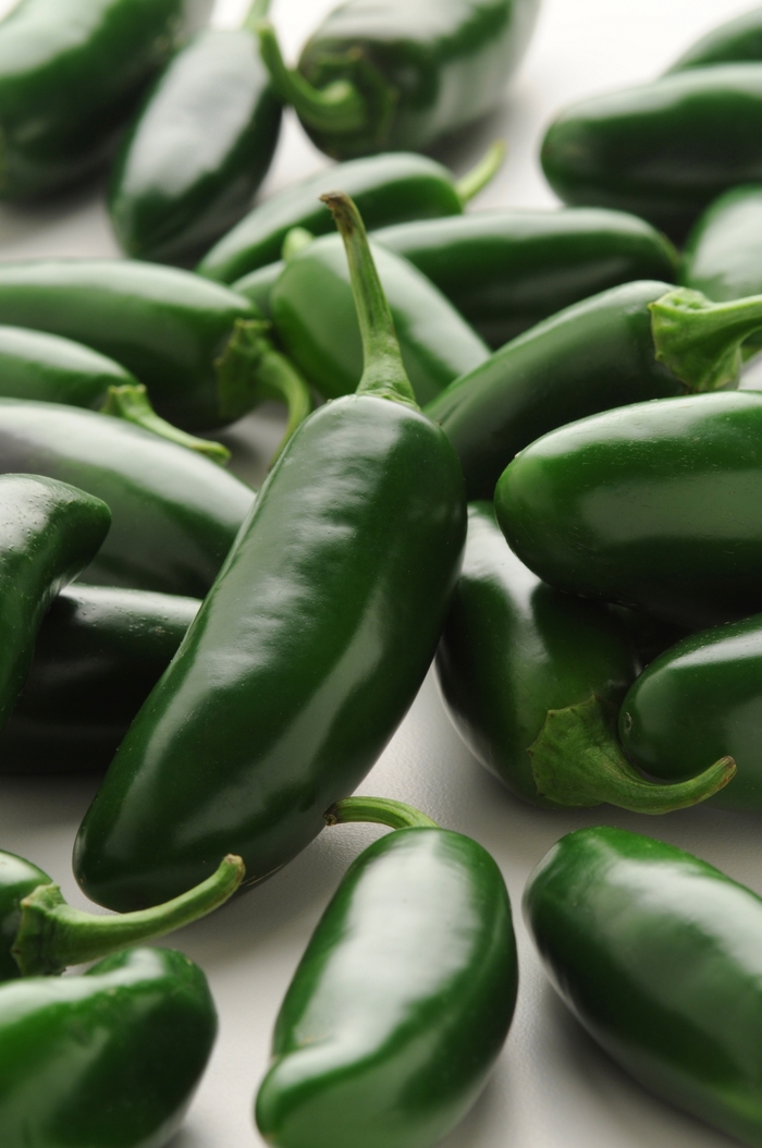 Pepper, Hot - Capsicum annuum 'Jalapeño La Bomba'