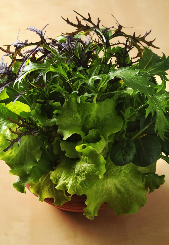 Lettuce - SimplySalad® 'Global Gourmet Mix' Lettuce - SimplySalad® 'Global Gourmet Mix'