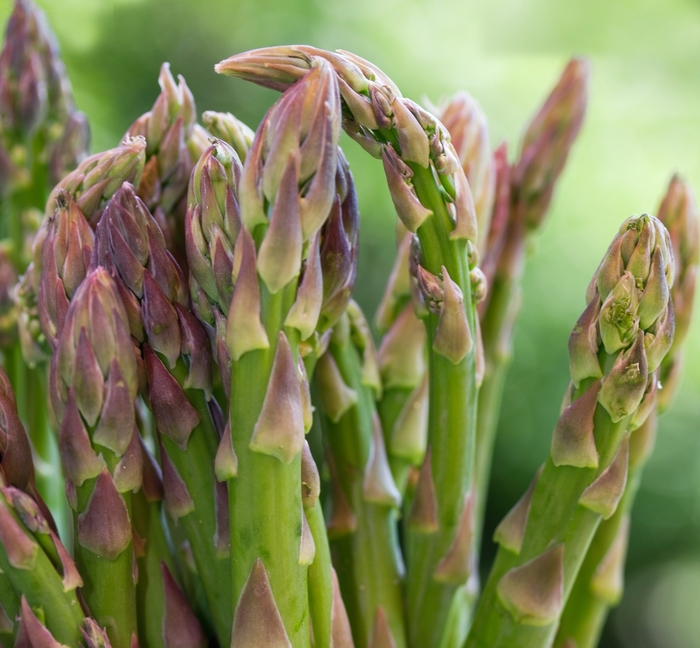 Asparagus - Asparagus officinalis 'Jersey Knight'