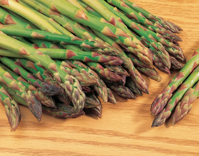 Asparagus - Asparagus officinalis 'Mary Washington'