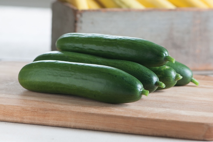 Cucumber - Cucumis sativus 'Diva'