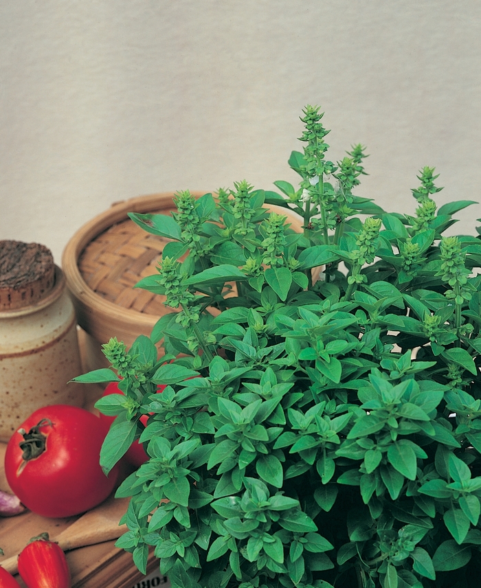 Basil - Ocimum basilicum 'Spicy Globe' Basil - Ocimum basilicum 'Spicy Globe'