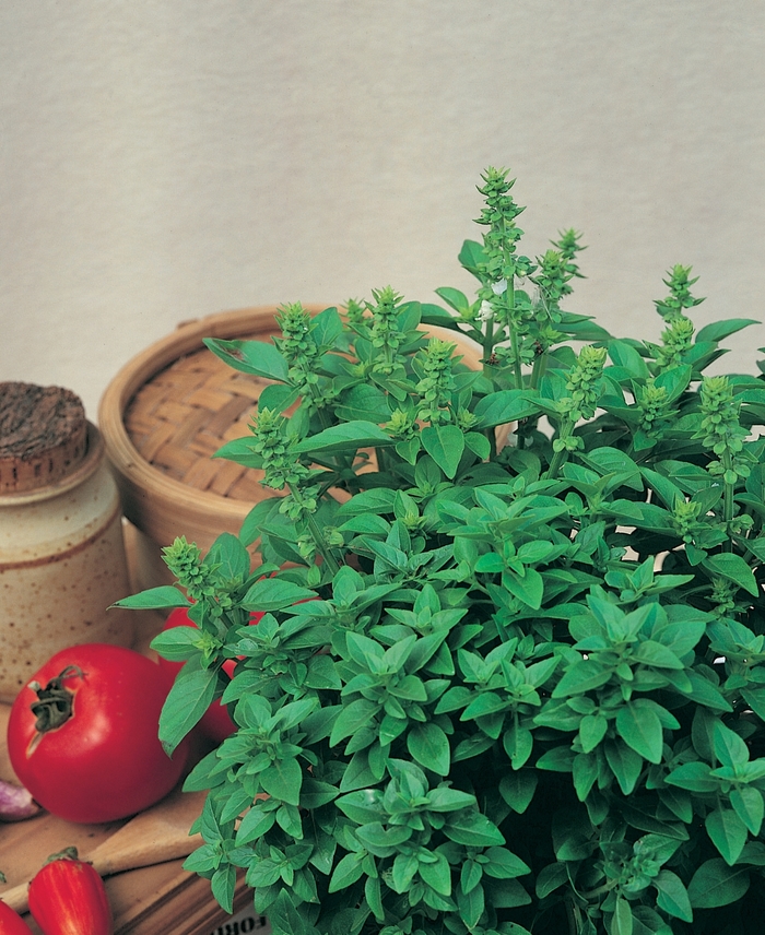 Basil - Ocimum basilicum 'Spicy Globe'