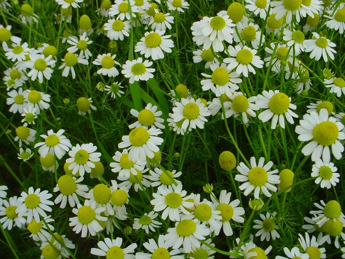 Chamomile - Chamaemelum nobile 'German'