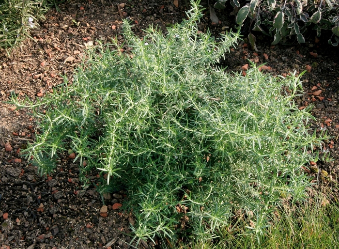Rosemary - Rosmarinus officinalis 'Prostatus' Rosemary - Rosmarinus officinalis 'Prostatus'