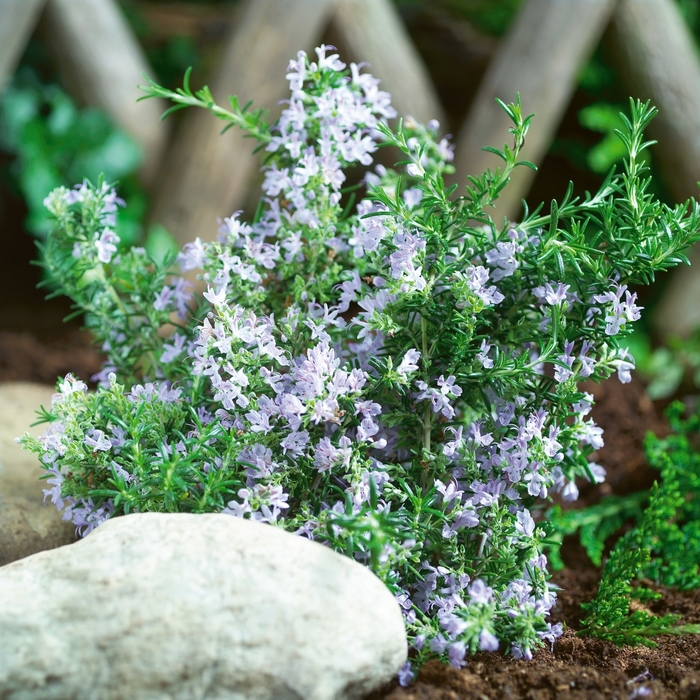 Rosemary - Rosmarinus officinalis 'Tuscan Blue'