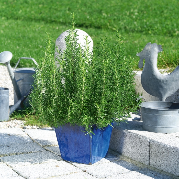 Rosemary - Rosmarinus officinalis