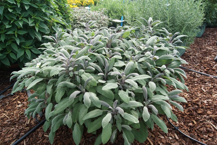 Sage - Salvia oficinalis