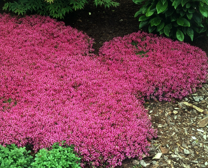 Red Creeping Thyme - Thymus praecox 'Coccineus' Red Creeping Thyme - Thymus praecox 'Coccineus'