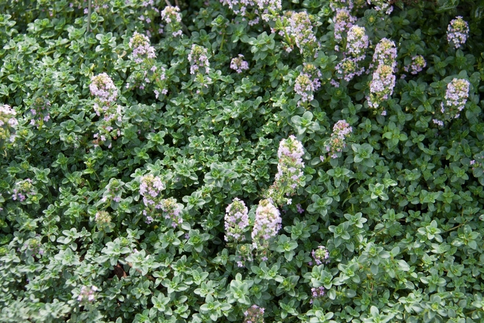 Thyme - Thymus x citriodorus 'Creeping Lemon' Thyme - Thymus x citriodorus 'Creeping Lemon'