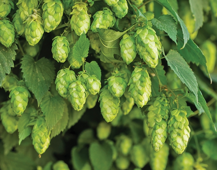 Nugget Ornamental Hop - Humulus lupulus 'Nugget' Nugget Ornamental Hop - Humulus lupulus 'Nugget'