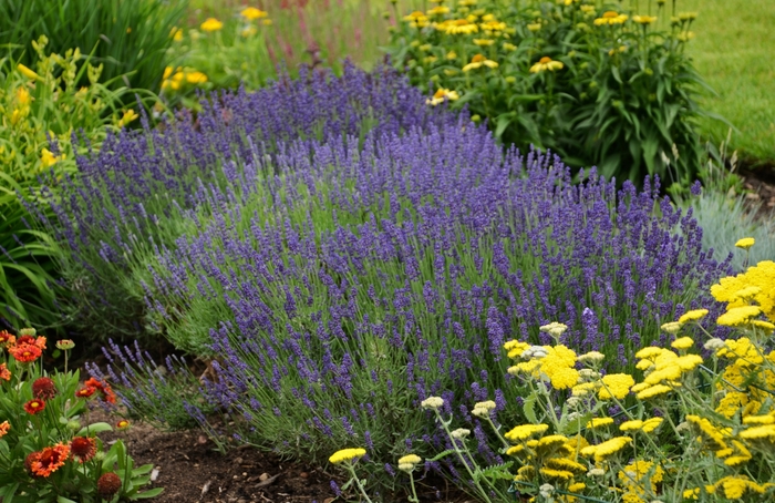 Lavender - Lavandula angustifolia 'Hidcote Blue' Lavender - Lavandula angustifolia 'Hidcote Blue'