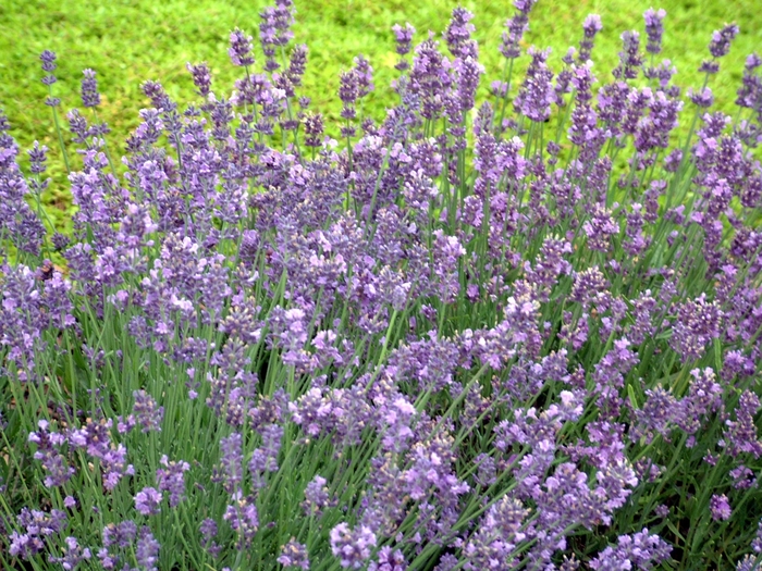 Lavender - Lavandula angustifolia 'Munstead'