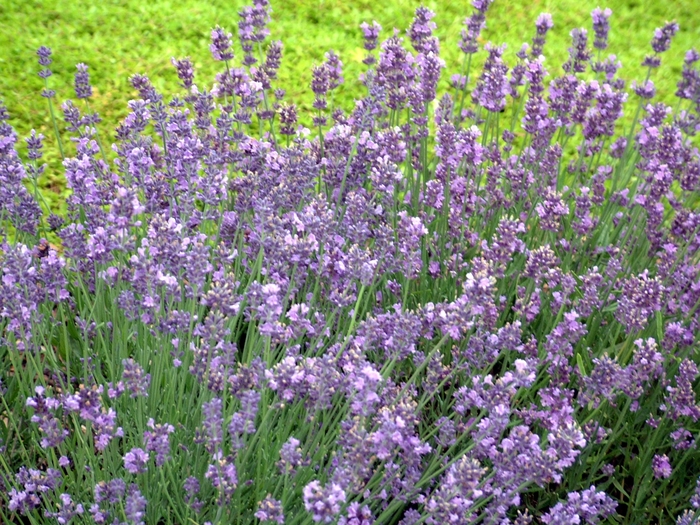 Lavender - Lavandula angustifolia 'Munstead' Lavender - Lavandula angustifolia 'Munstead'