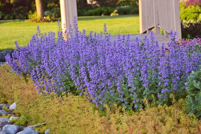 'Cat's Meow' Catmint - Nepeta faassenii 'Cat's Meow' 'Cat's Meow' Catmint - Nepeta faassenii 'Cat's Meow'