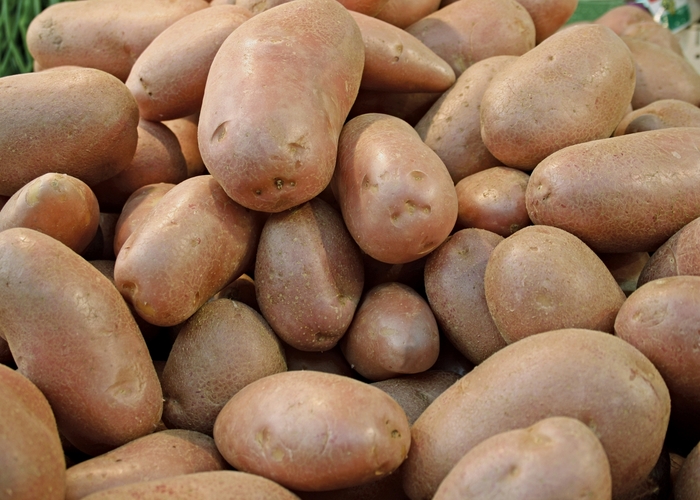 Potato - Solanum tuberosum 'Norkotah' Potato - Solanum tuberosum 'Norkotah'