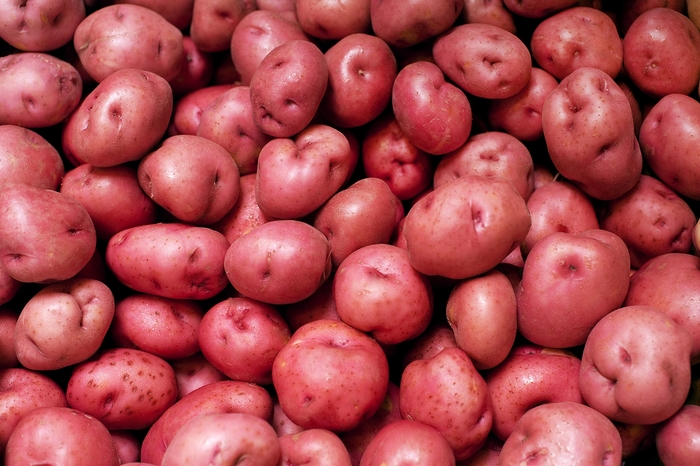 Potato - Solanum tuberosum 'Norland Red'